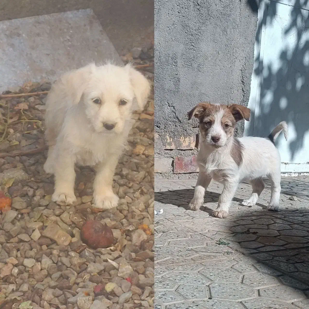 سگ پاپی|سگ|تربتحیدریه, کلاته توکلی|دیوار