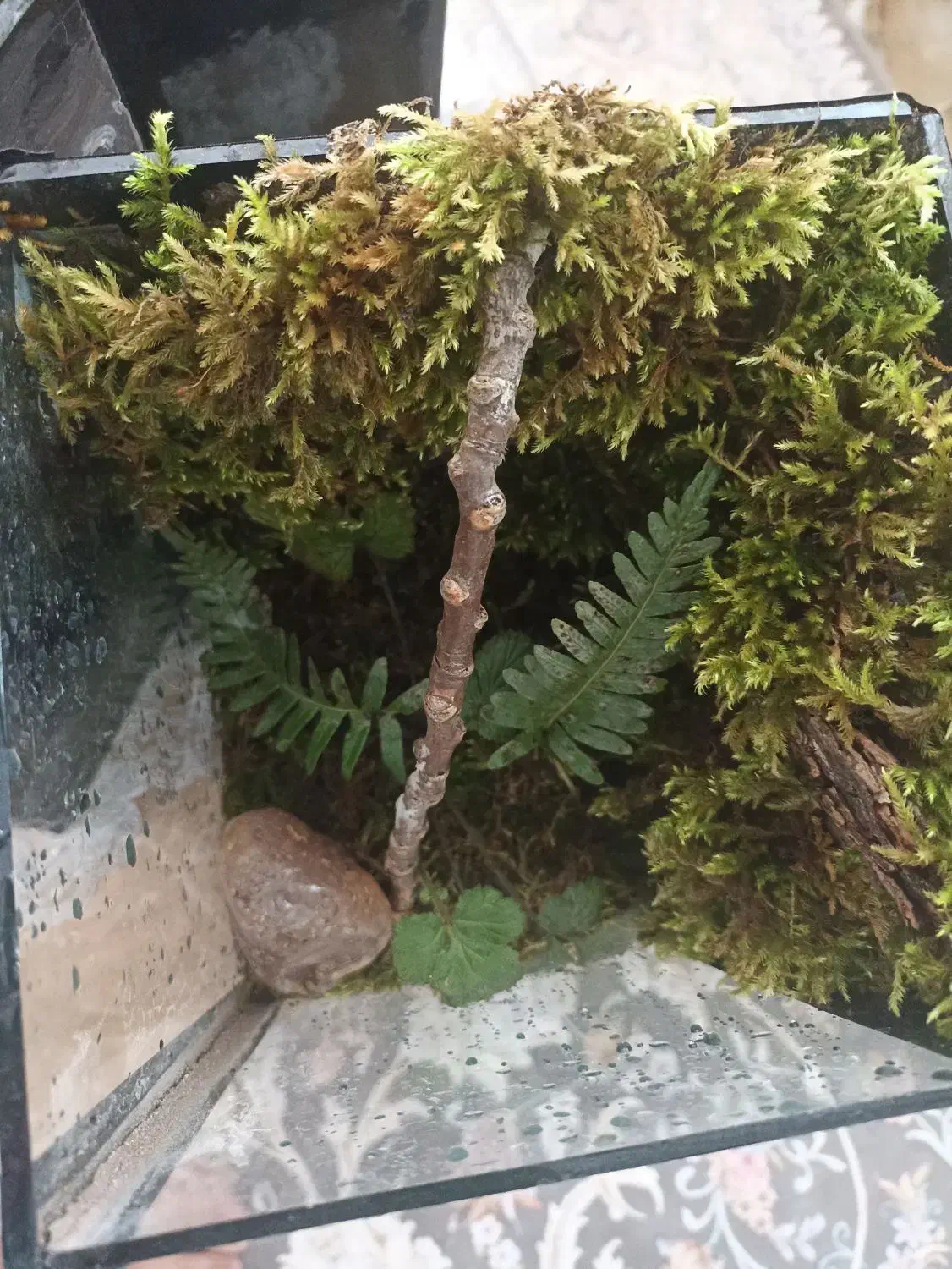 تراریوم هدیه ای خاص|گل و گیاه طبیعی|شاهرود, |دیوار