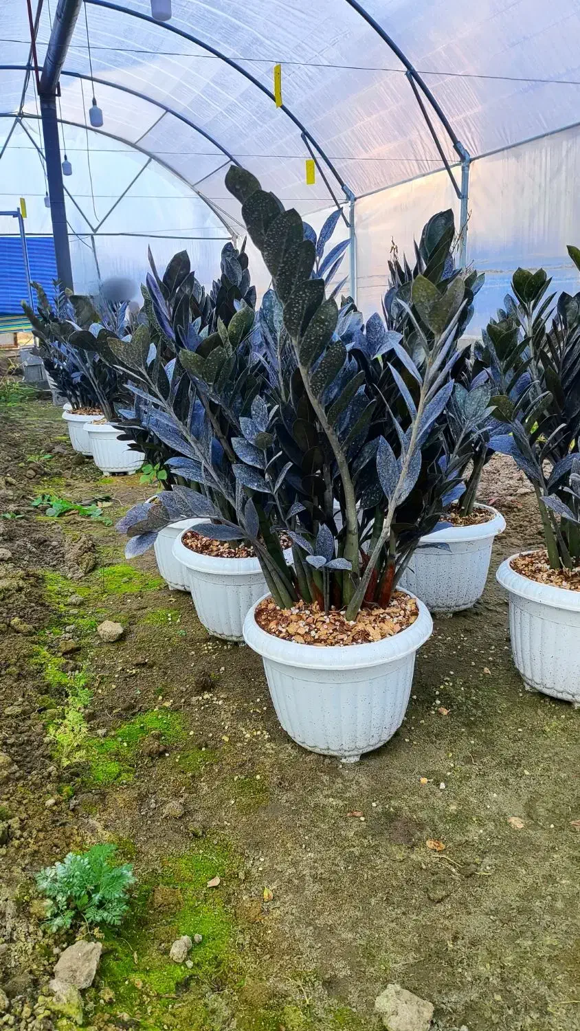 زاموفیلیا سوپر بلک مادری|گل و گیاه طبیعی|گتاب, |دیوار