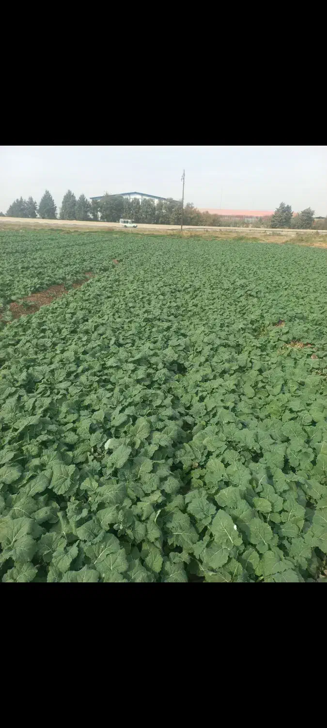 دانه روغنی کلزا|گل و گیاه طبیعی|قزوین, |دیوار