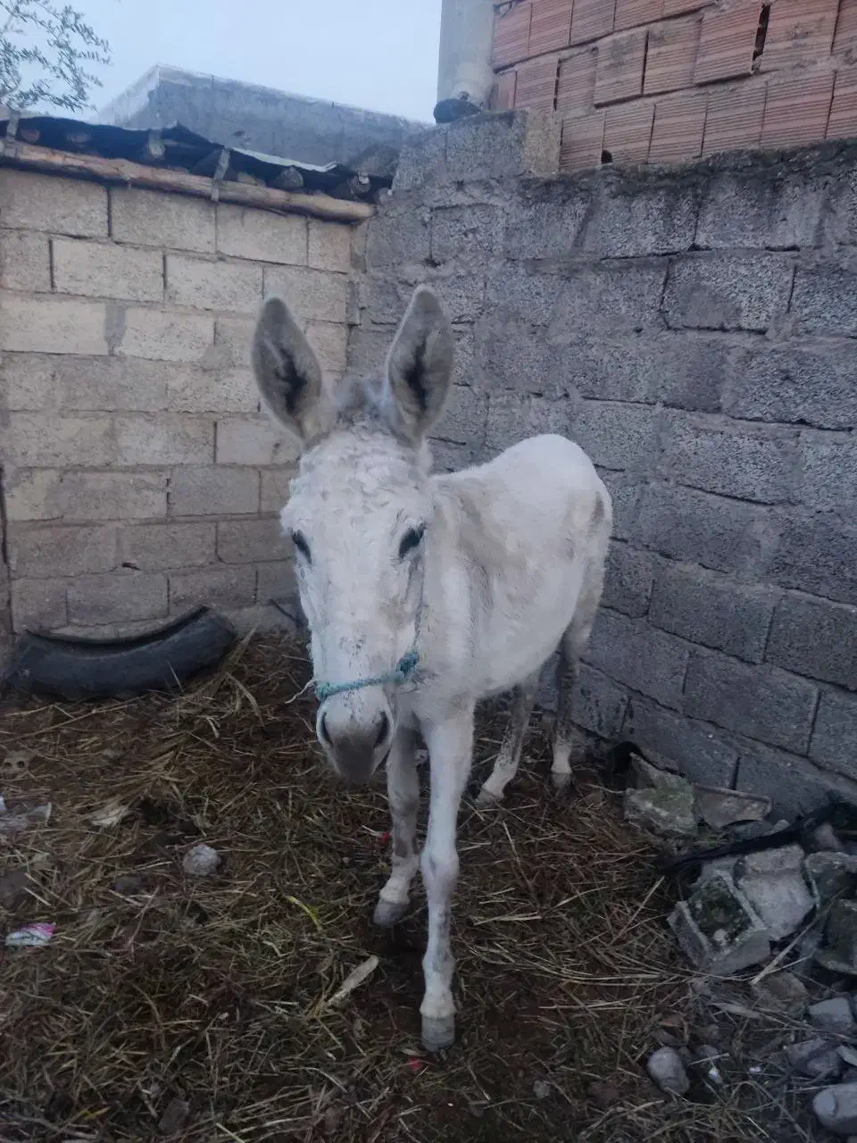 خرماده|حیوانات مزرعه|رامیان, |دیوار