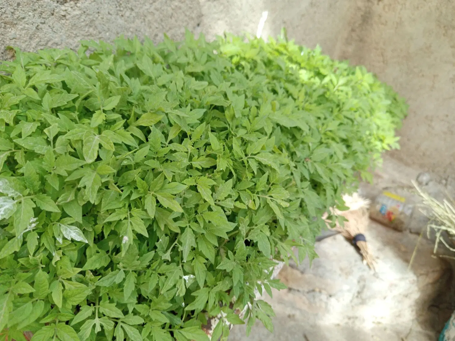 شتل گوجه|گل و گیاه طبیعی|سنقر, |دیوار