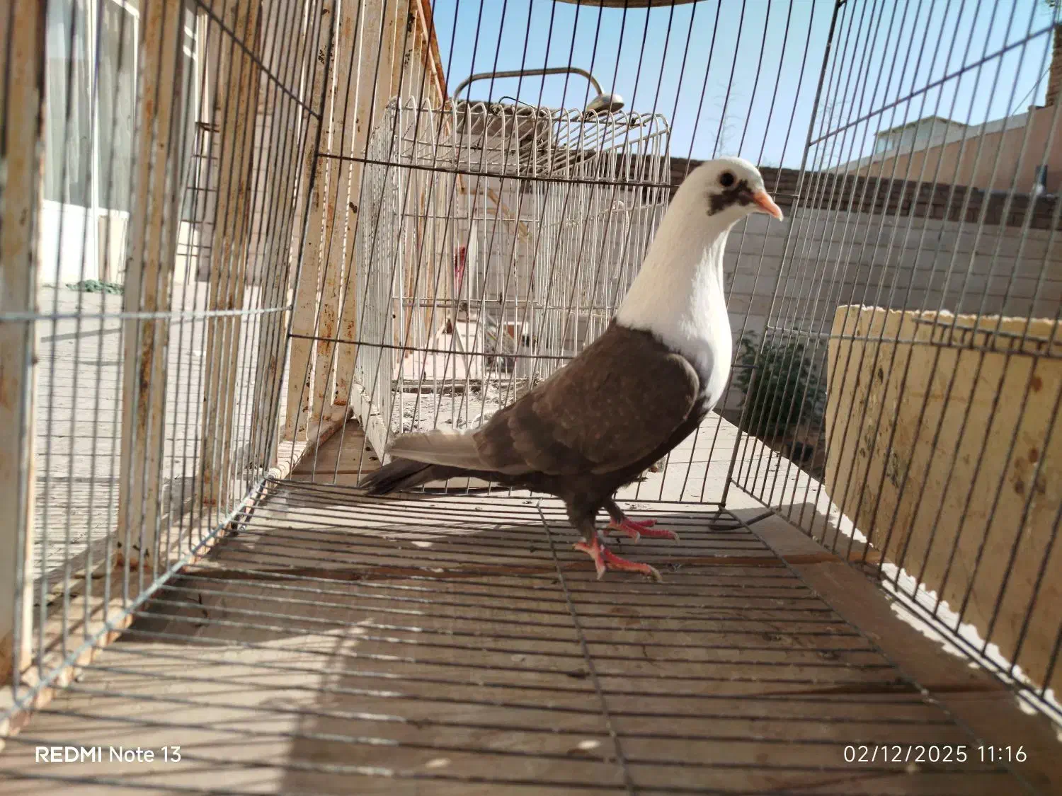 کله سفید ..دم سفید|پرنده|سبزوار, عظیمیان|دیوار