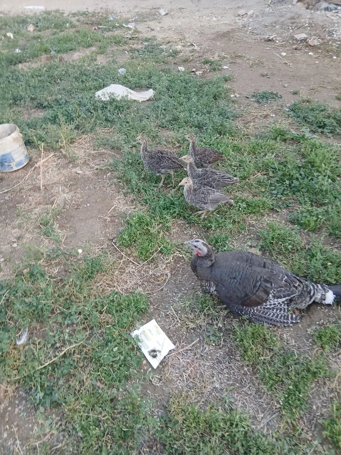 بوقلمون|حیوانات مزرعه|بروجرد, |دیوار