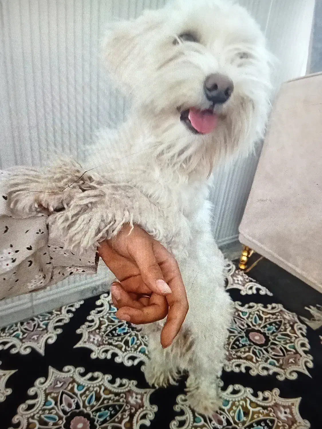 سگ دافی|سگ|زرند, |دیوار