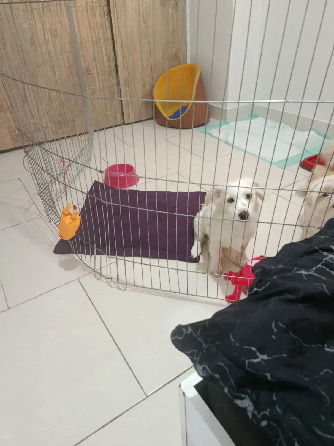 سگ خوشگل و توپر|سگ|تهران, اتابک|دیوار