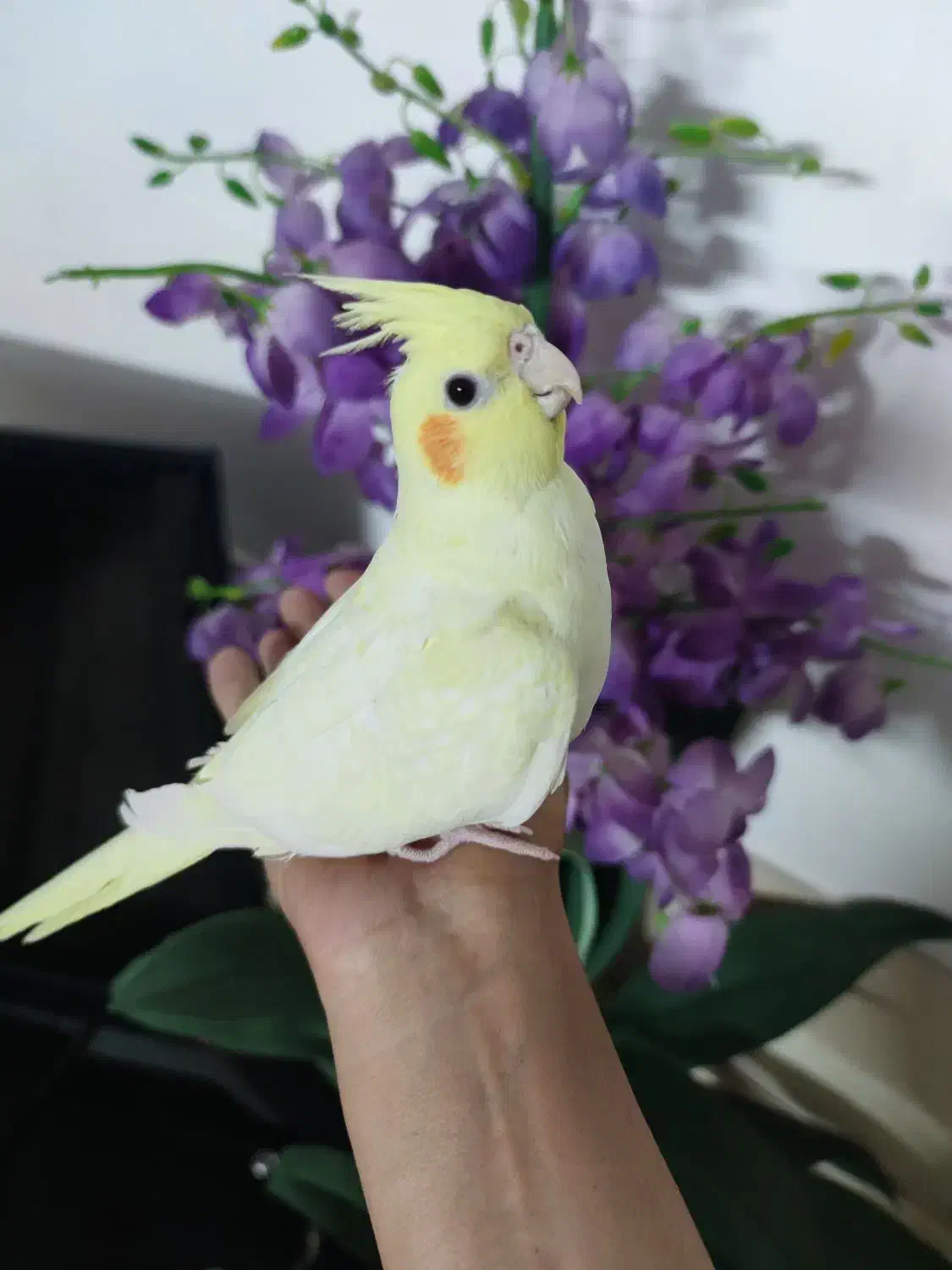 عروس هلندی ماده زعفرانی|پرنده|اصفهان, ارغوانیه|دیوار