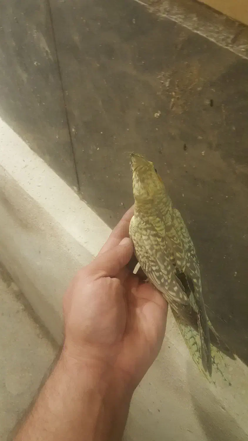 عروس هلندی|پرنده|اشتهارد, |دیوار