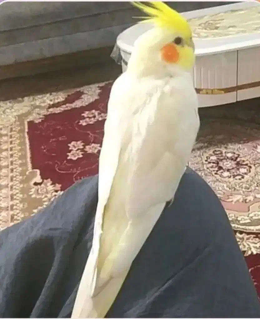 عروس هلندی گمشده ۳ تومن مژدگانی|پرنده|گلستان (تهران), |دیوار