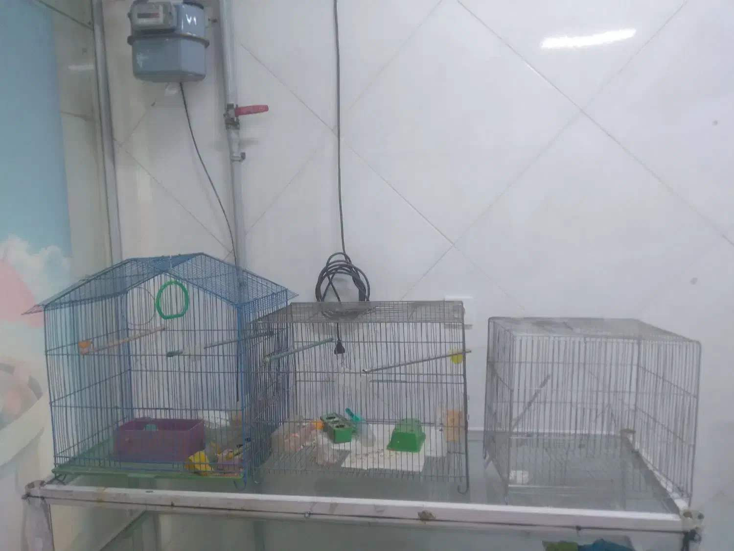 قفس|لوازم جانبی حیوانات|فردیس, ثابتی|دیوار