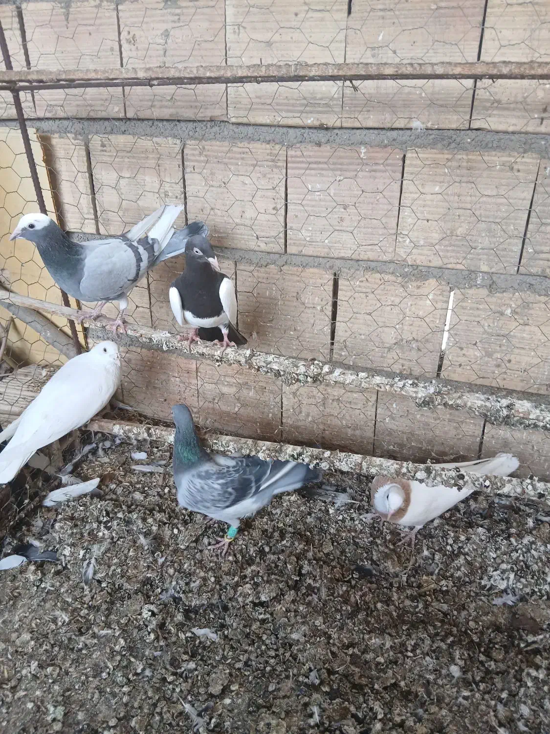 کبوتر|پرنده|محمدیه-قزوین, |دیوار