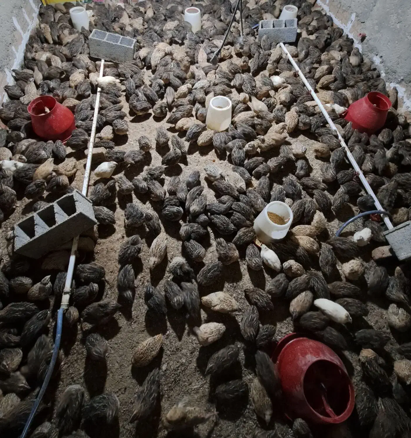 بلدرچین|حیوانات مزرعه|بابل, |دیوار