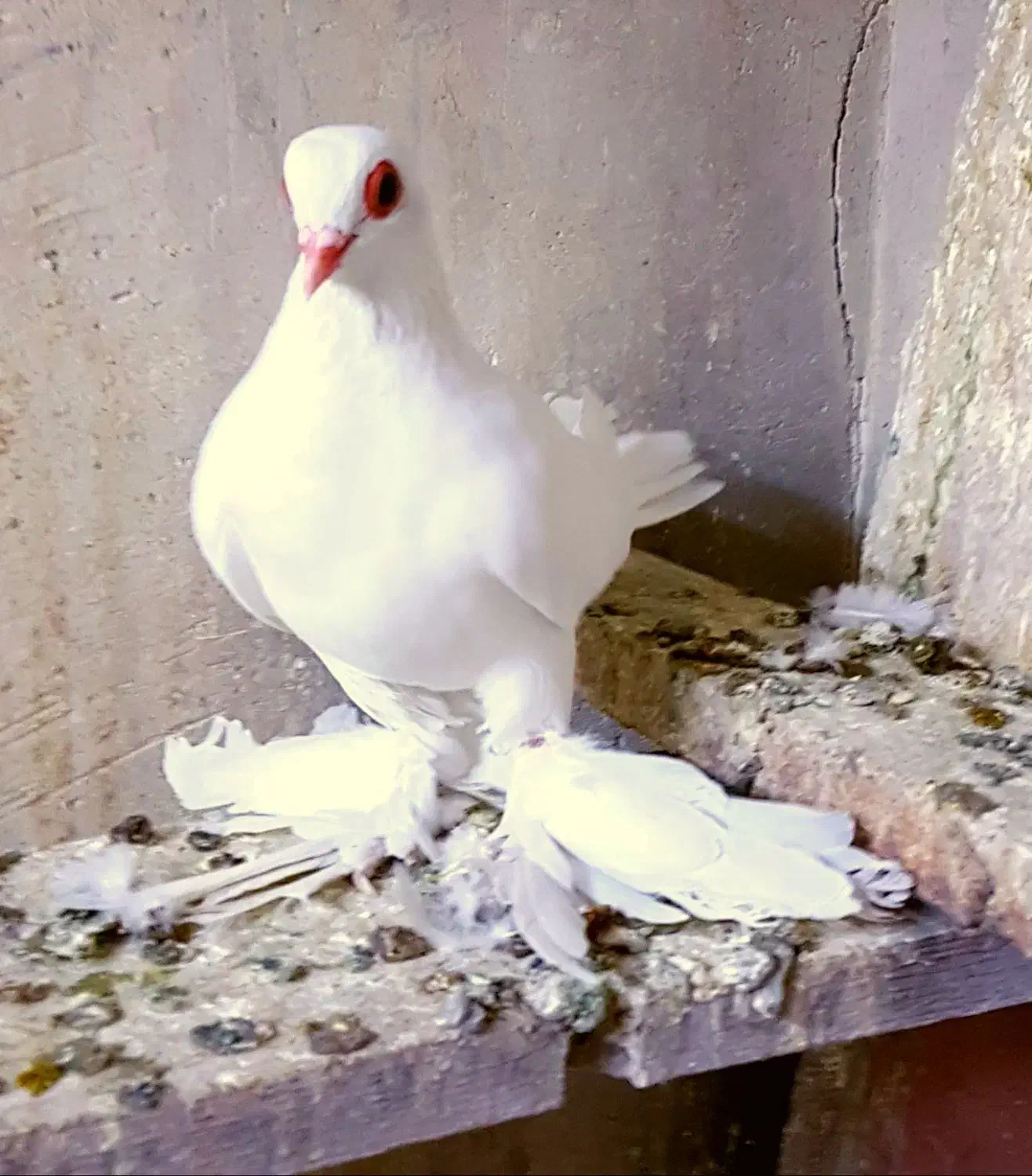 کبوتر قرمز گوز|پرنده|خسروشاه, |دیوار