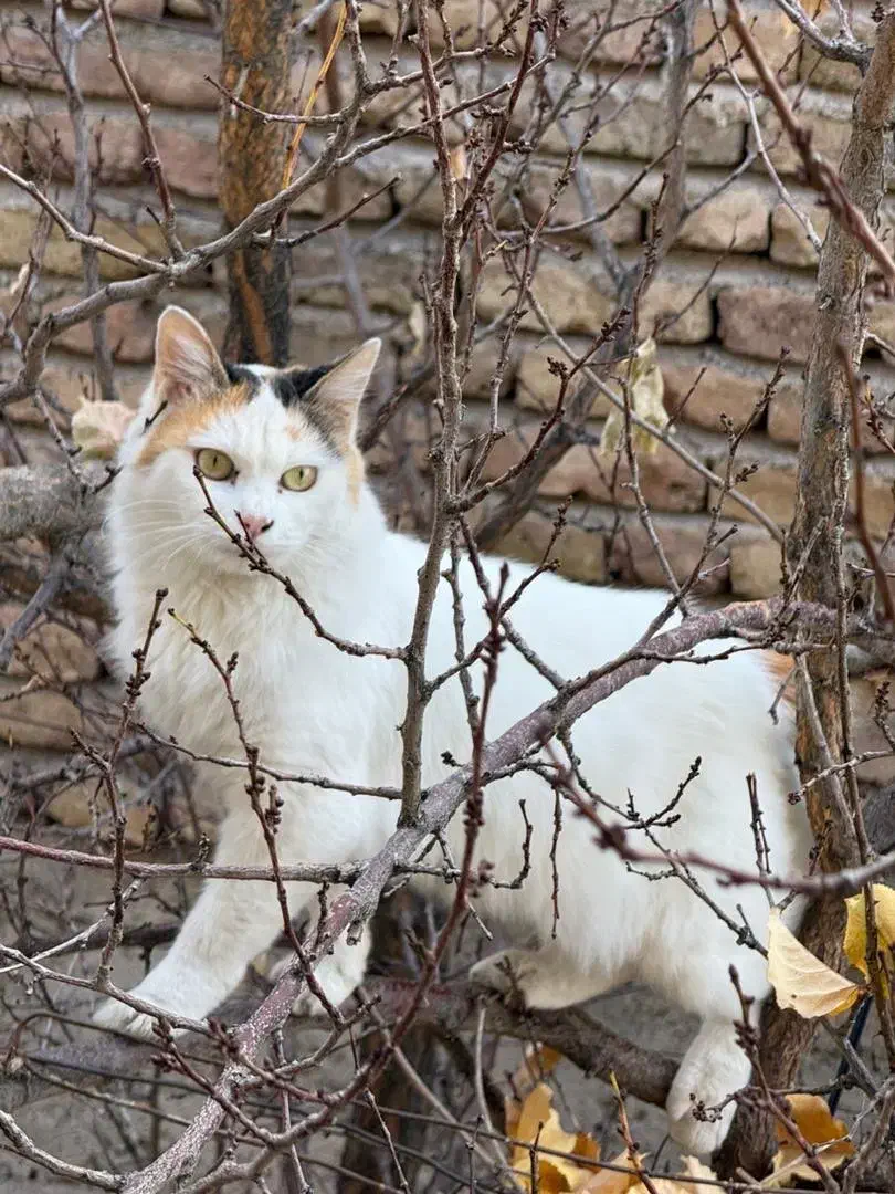 واگذاری حیوان خانگی|گربه|سقز, |دیوار