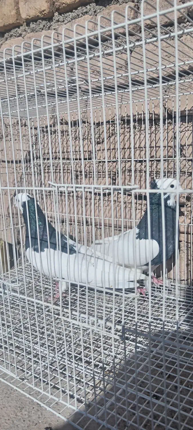 طوقی سیاه|پرنده|فیروزه, |دیوار