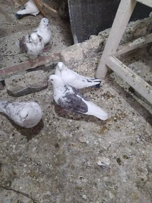 کفتر 24 عدد جوان|پرنده|فردیس, فردیس|دیوار