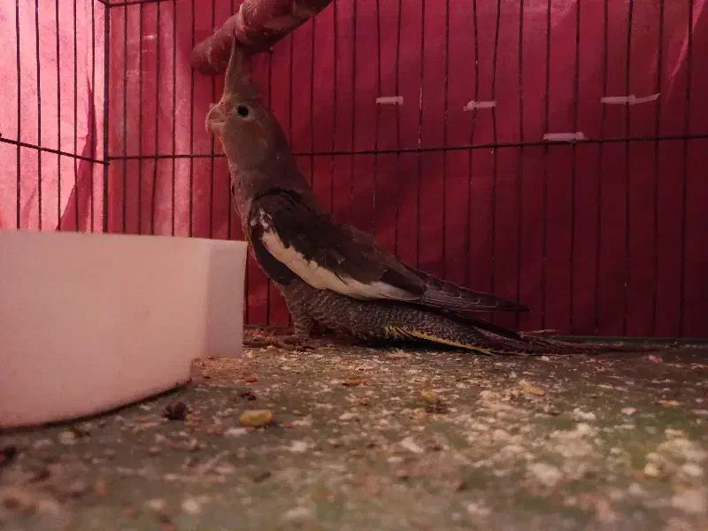 جوجه عروس ۳ماهه دون خور|پرنده|تهران, پرستار|دیوار