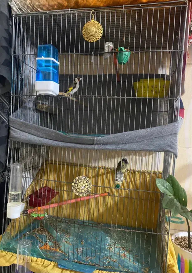 قفس معاوضه|لوازم جانبی حیوانات|تهران, علم و صنعت|دیوار