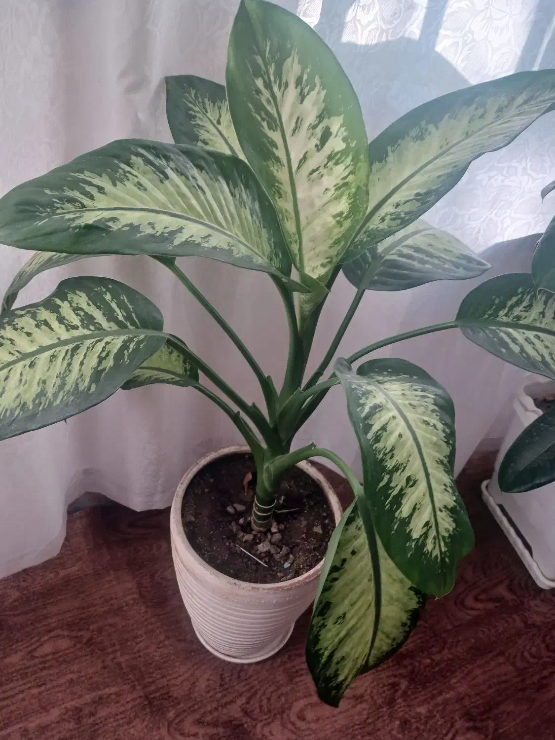 گل دیفن|گل و گیاه طبیعی|مراغه, |دیوار