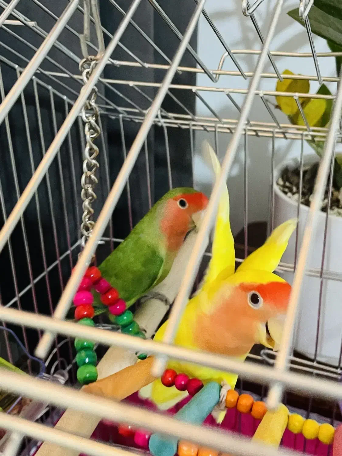 طوطی کوتوله گمشده|پرنده|بندرعباس, |دیوار