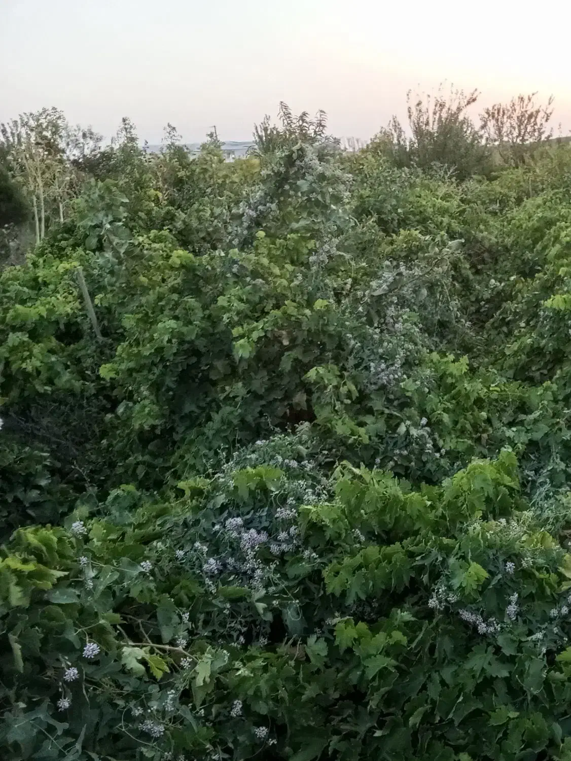 باغ مهروس 1000فروشی|فروش زمین و ملک کلنگی|میان ولایت, |دیوار