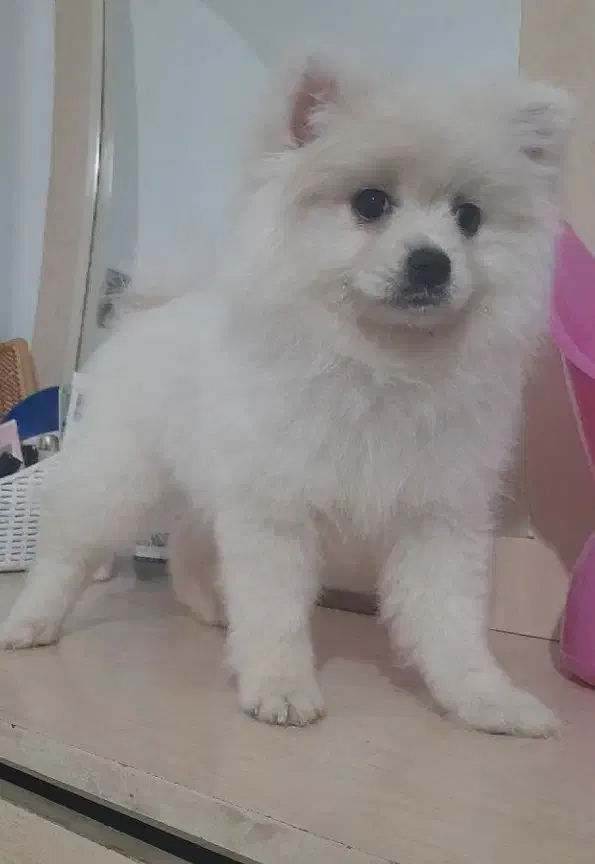 سگ پامر(ماده)|سگ|مشهد, آبکوه|دیوار