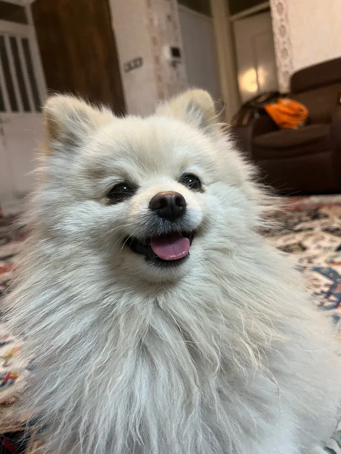 سگ گمشده|حیوانات|شیراز, شهرک بزین|دیوار