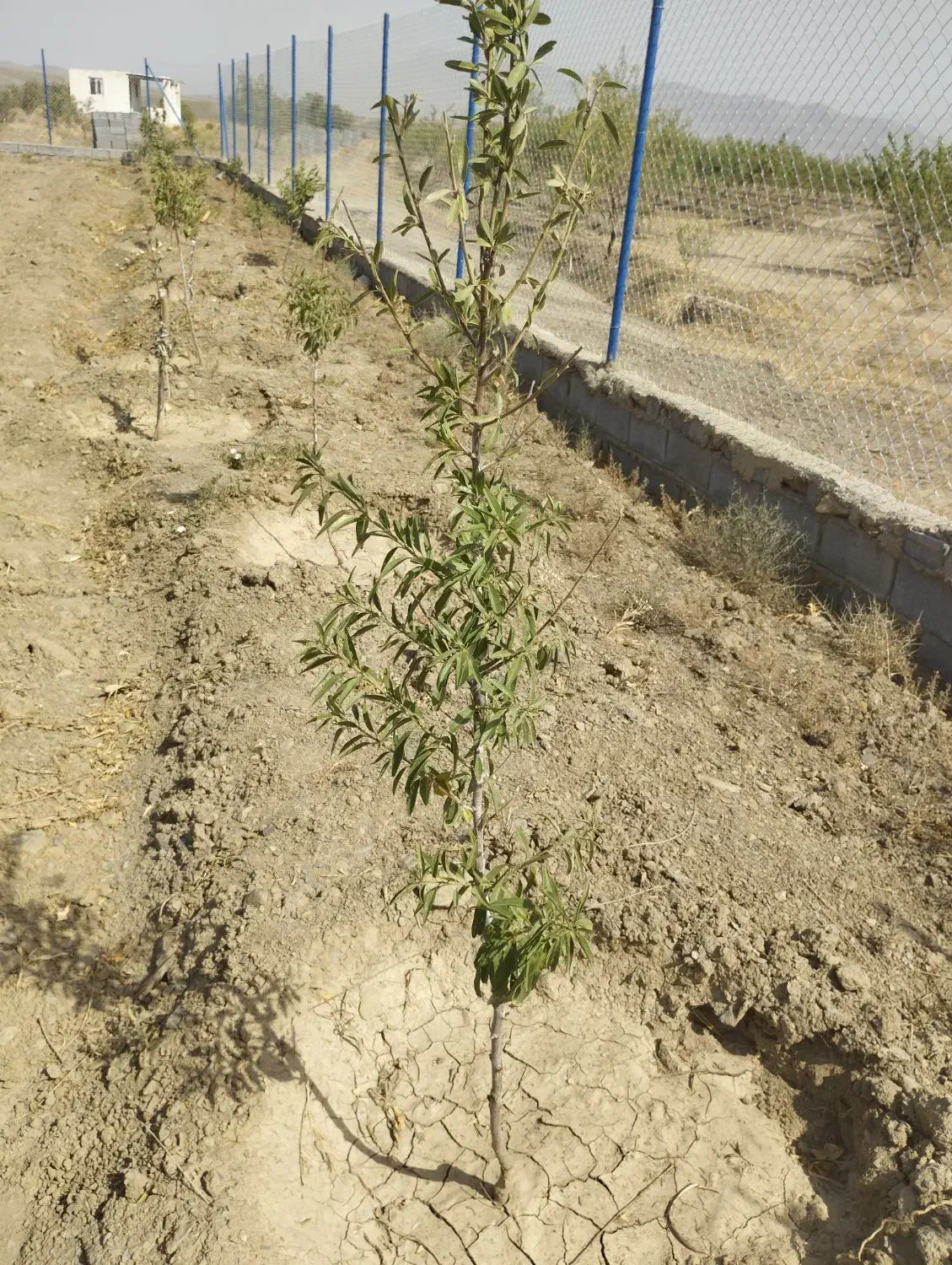 باغ بادام|فروش دفتر صنعتی، کشاورزی، تجاری|گلپایگان, |دیوار