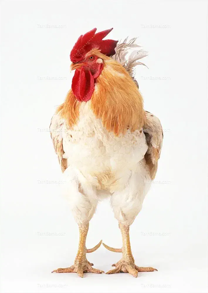 خروس|حیوانات مزرعه|خلخال, |دیوار