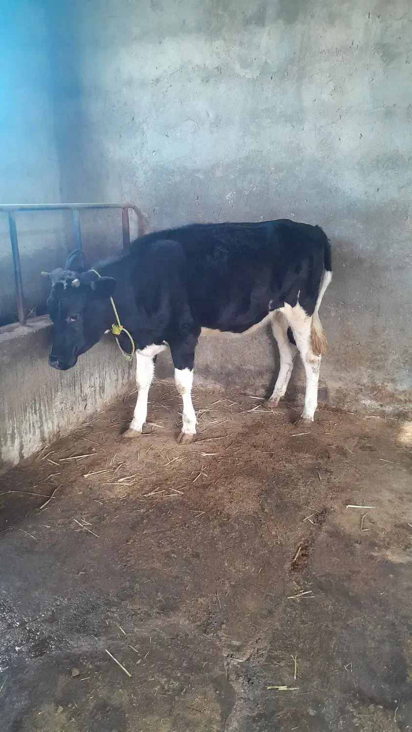 گوساله هلشتاین|حیوانات مزرعه|گنبد کاووس, |دیوار