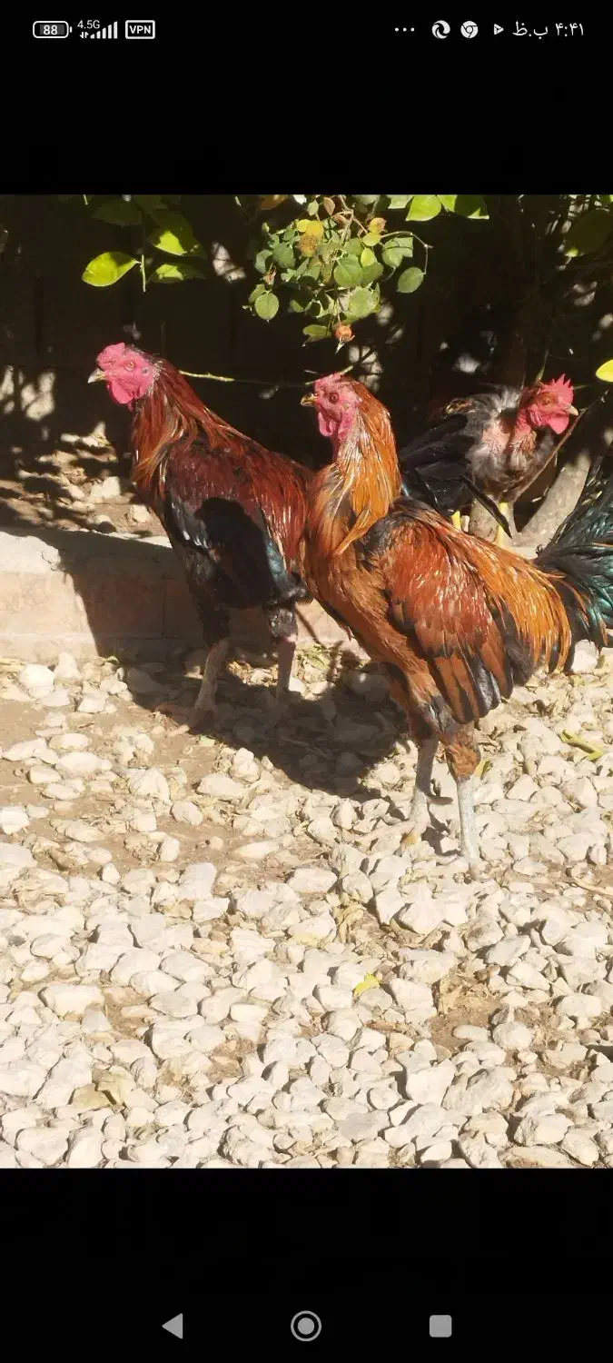 فروش خروس لاری و تزیینی مرغ جوجه|حیوانات مزرعه|کوار, |دیوار