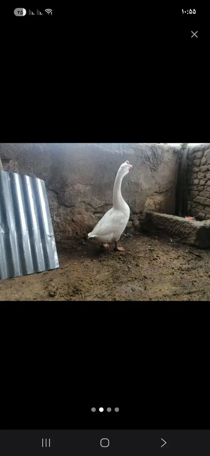 غوغاز|پرنده|کردکوی, |دیوار