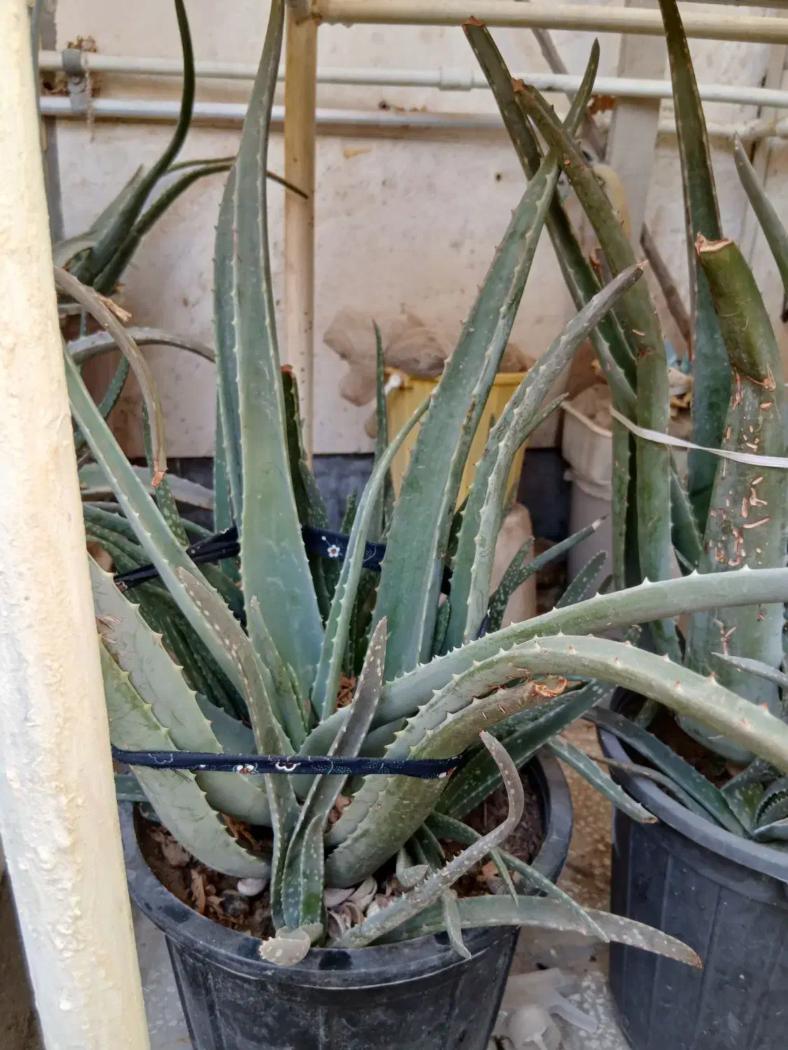 گلها|گل و گیاه طبیعی|قم, عمار یاسر|دیوار