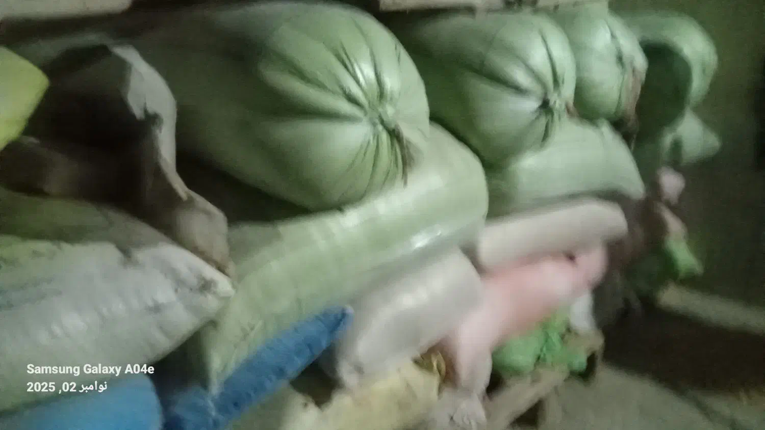 جوسفید|حیوانات مزرعه|بالا ولایت, |دیوار