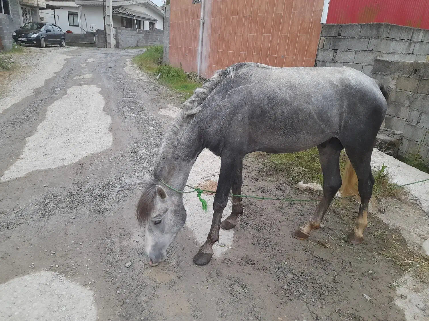 اسب جوان خوش رنگ قدبلند|اسب و تجهیزات اسبسواری|تنکابن, |دیوار