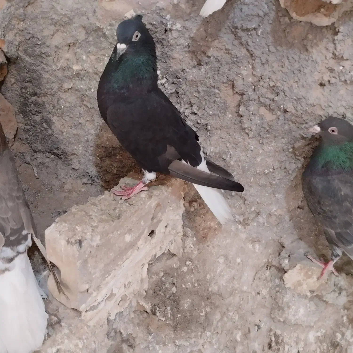 کبوتر|پرنده|نیشابور, فردوس شمالی|دیوار