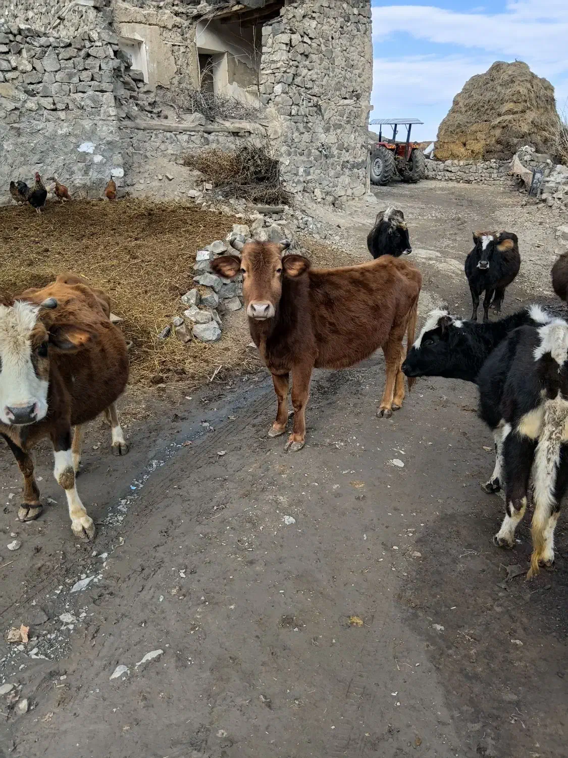 گاو گوشتی|حیوانات مزرعه|دره رود, |دیوار