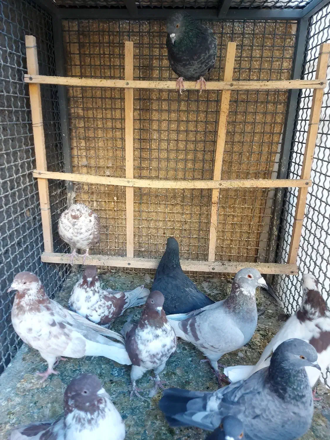 کفتر پرشی و سالم|پرنده|قم, باجک یک|دیوار