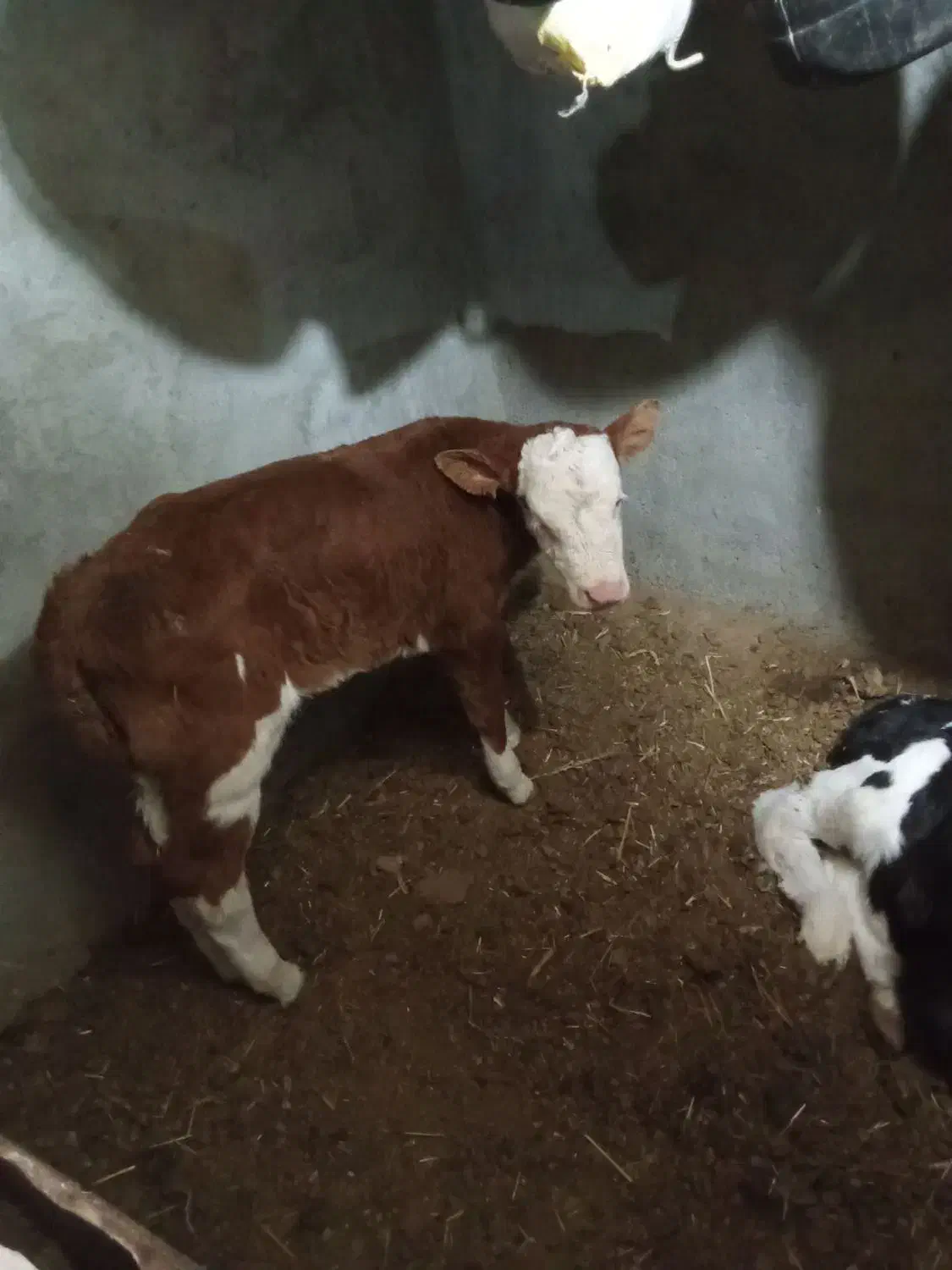 فروش گاو شیری همراه گوساله|حیوانات مزرعه|باشتین, |دیوار