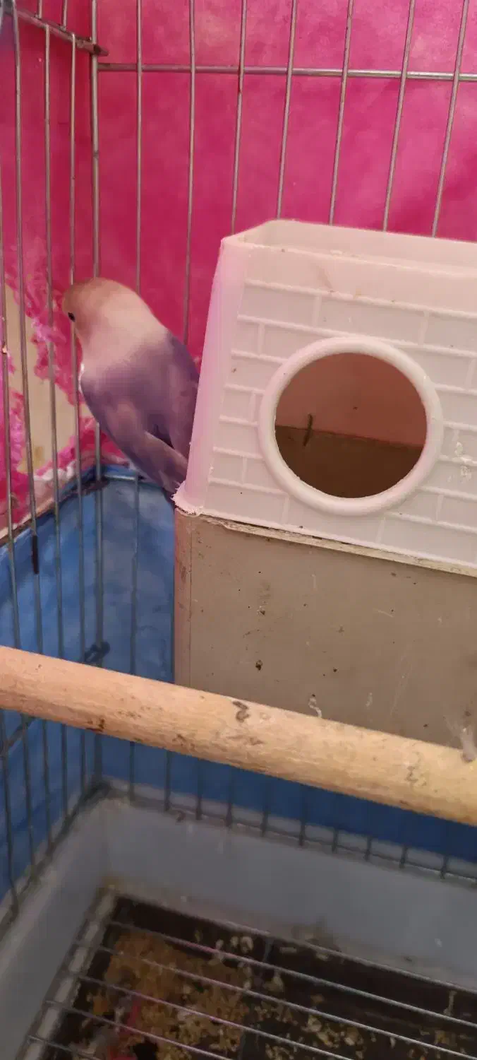 پابلو برزیلی|پرنده|اسلامآباد غرب, |دیوار