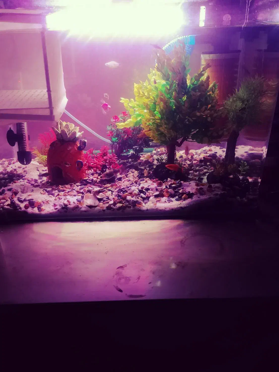 آکواریوم شرکتی باماهی وسایل|ماهی|اهواز, شهرک دانشگاه|دیوار