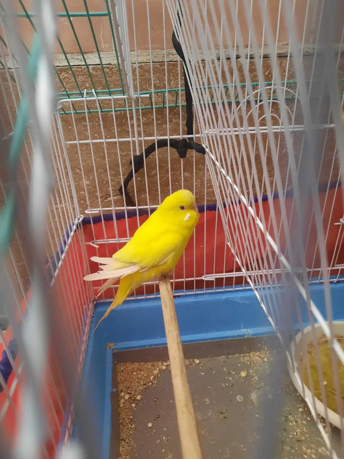 مرغ عشق|پرنده|فولادشهر, مسکن مهر فولادشهر|دیوار