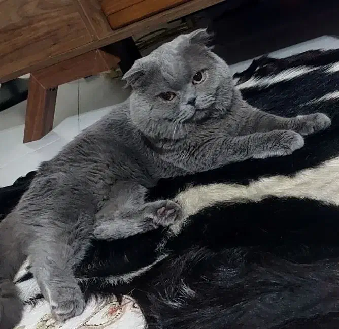 گربه اسکاتیش فولد|گربه|پردیس, فاز ۸|دیوار