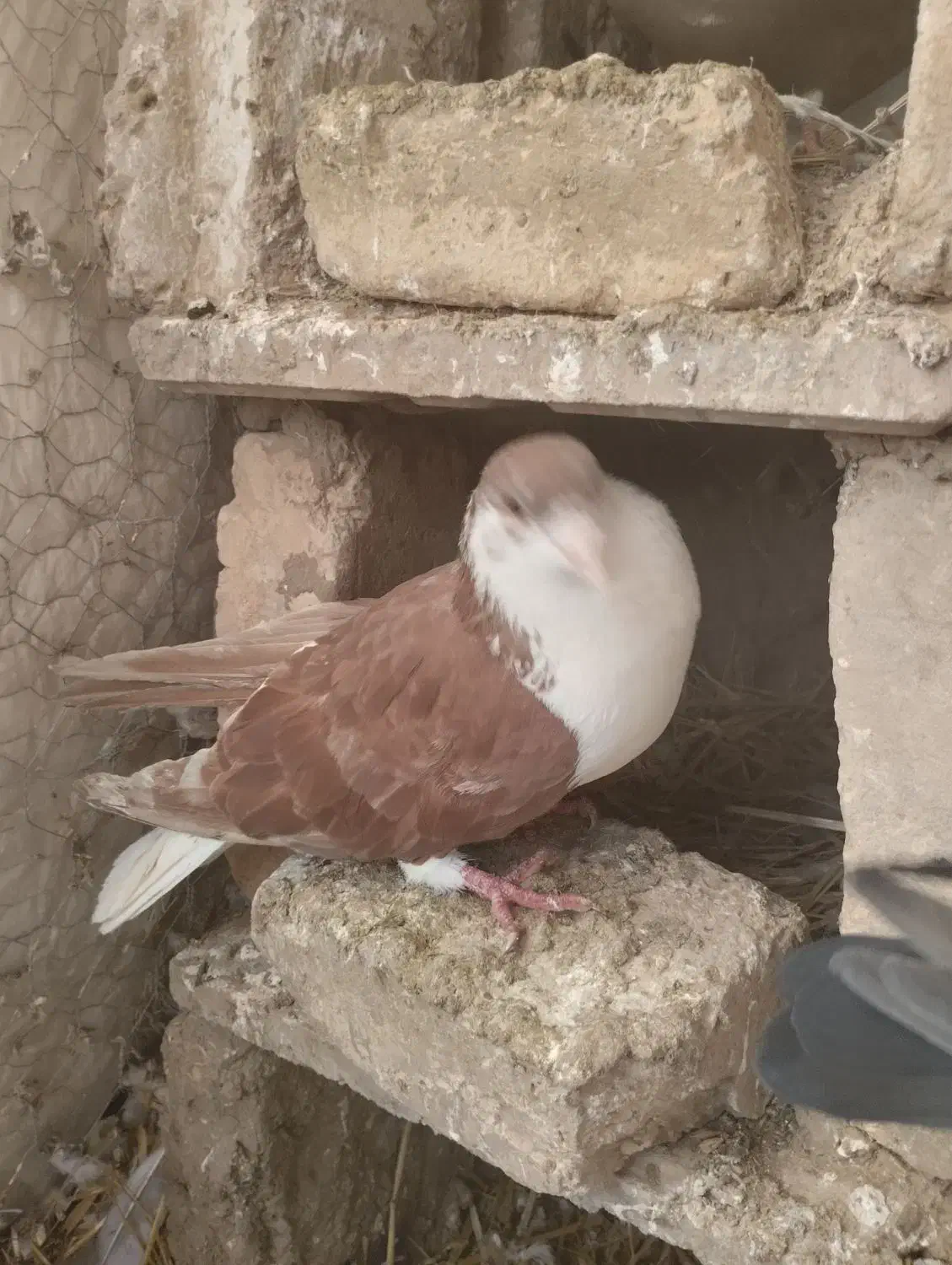 صده قزمز|پرنده|باشتین, |دیوار