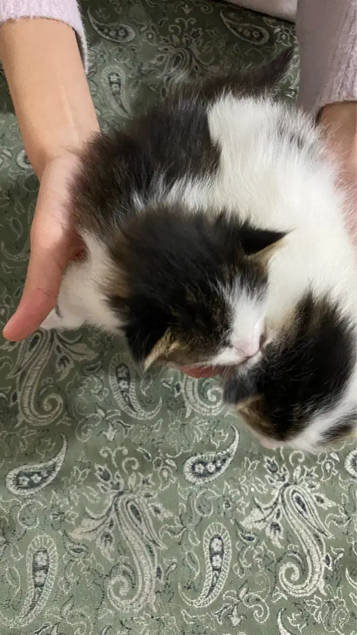 گربه مادر با ۳ تا بچه ۲ تا ماده ۱ نر|گربه|کرمان, |دیوار