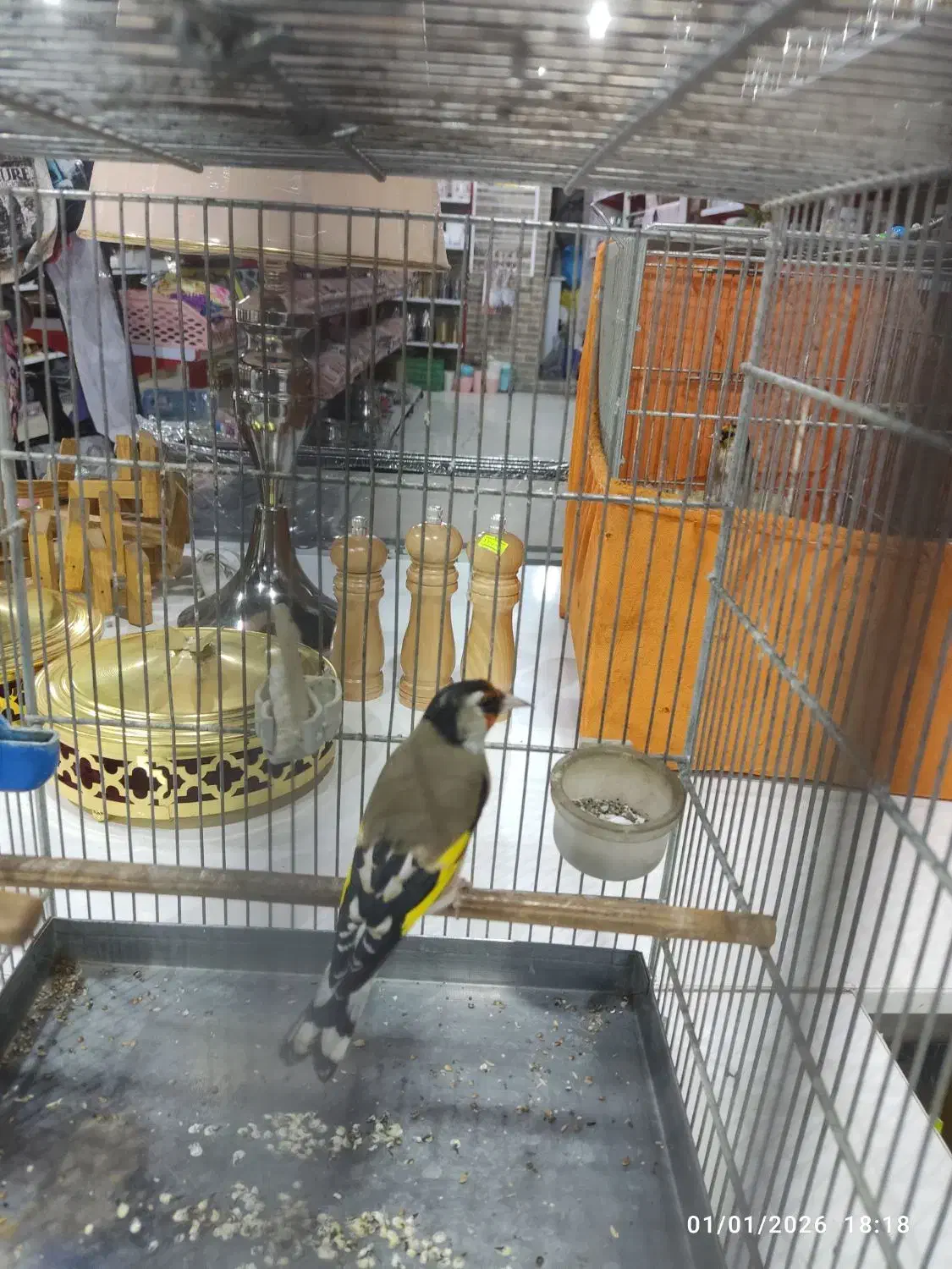 سهره نشون دار|پرنده|پاکدشت, پاکدشت (مامازند)|دیوار