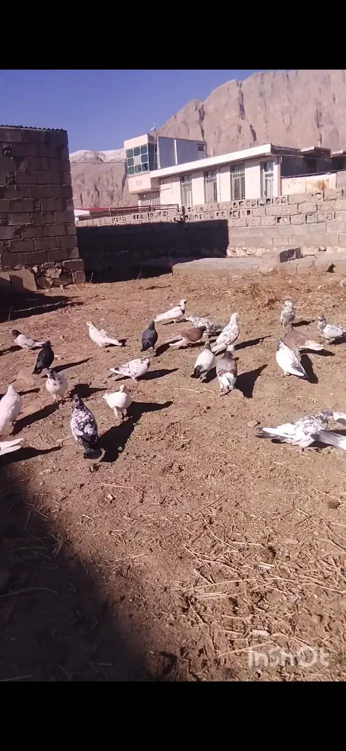 کفتر پرشی|پرنده|بیستون, |دیوار