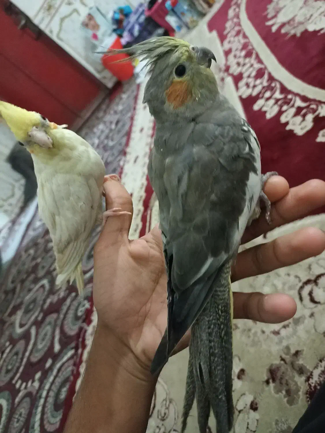 شادگان|پرنده|شادگان, |دیوار