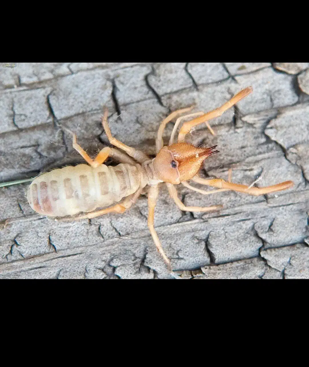 سمپاشی تضمینی|خدمات نظافت|ایلام, |دیوار