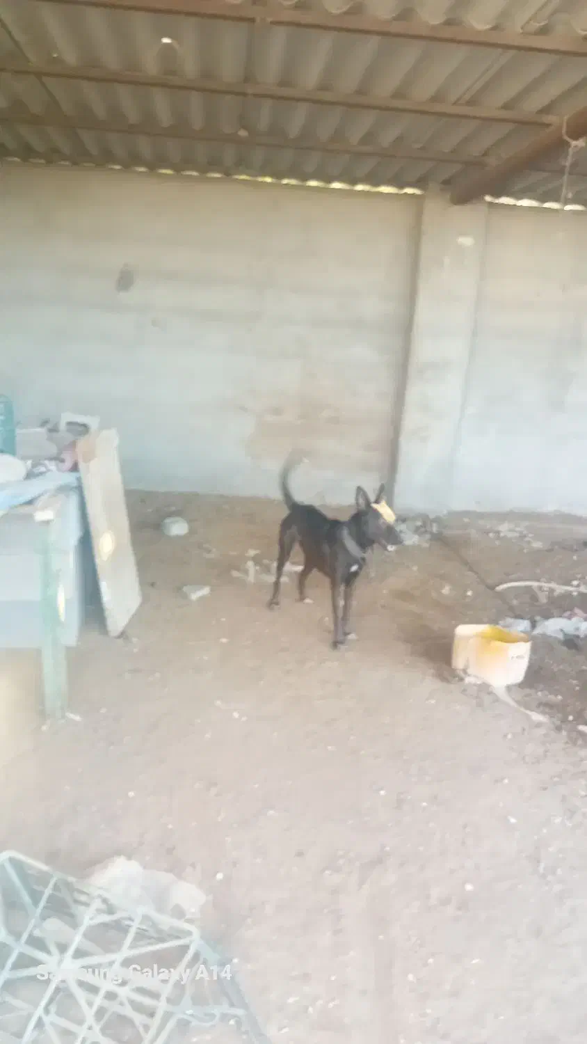 سگ ماده|سگ|میناب, |دیوار